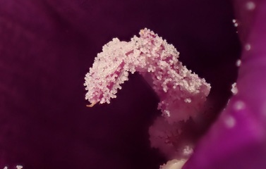 Morning glory pollen